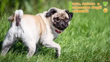 Ghiandole perianali del cane infiammate, come si cura, sintomi e cosa fare
