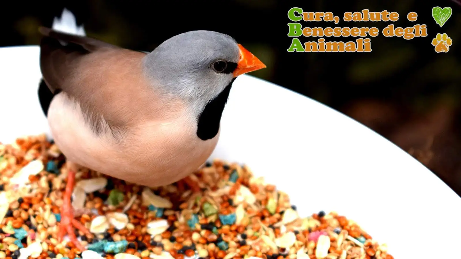 mangimi per uccelli selvatici e palle di grasso energizzanti