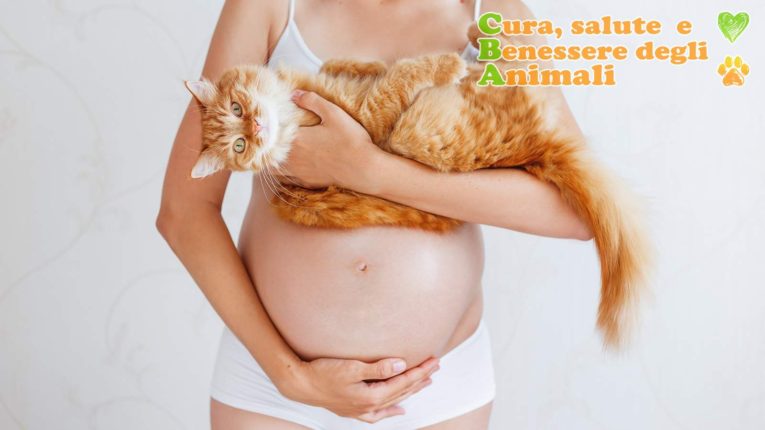 toxoplasmosi malattia dei gatti e gravidanza