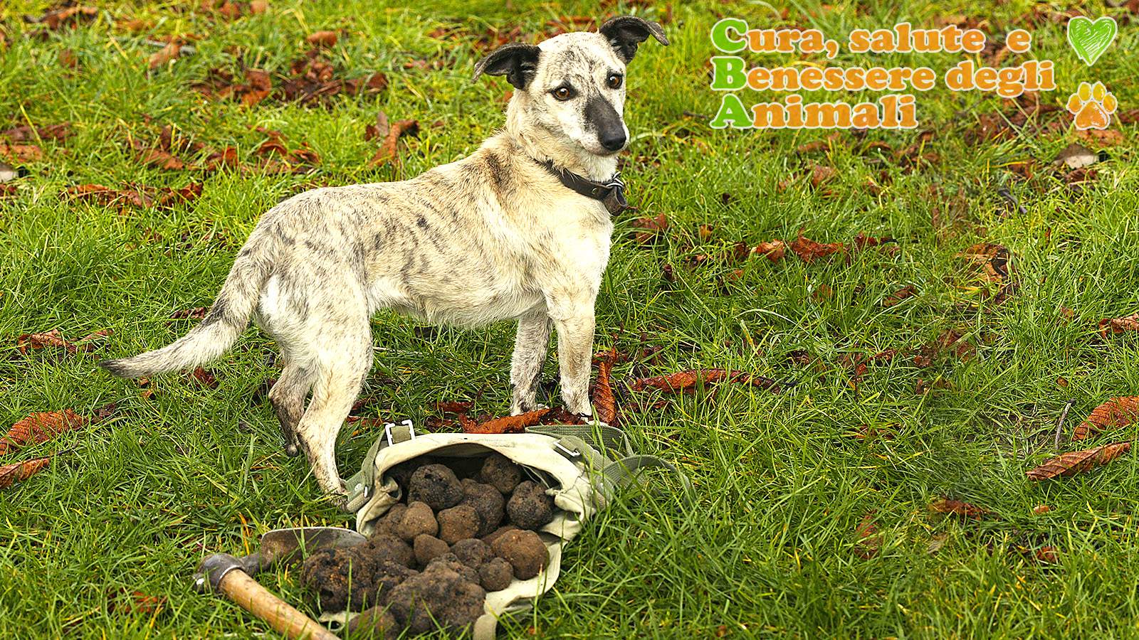 come addestrare un cane da tartufo