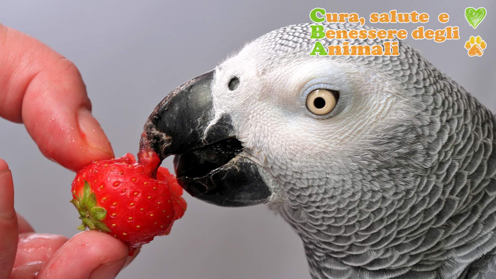 cosa mangiano i pappagalli alimentazione cibo del pappagallo