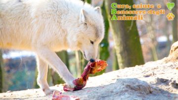 Dieta BARF per cani, cibo crudo e naturale per il cane