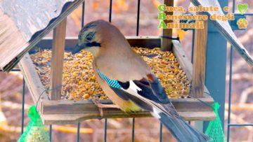 mangiatoie per uccelli da voliera e uccellini selvatici da esterno