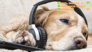 musica rilassante per cani funziona