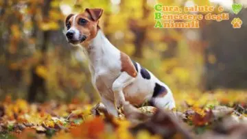 Cani da Tartufo, le migliori razze per la cerca dei tartufi