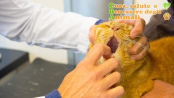 stomatite gatto sintomi rimedi cure