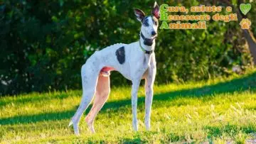 Collari per cani con GPS satellitari, cosa devi sapere