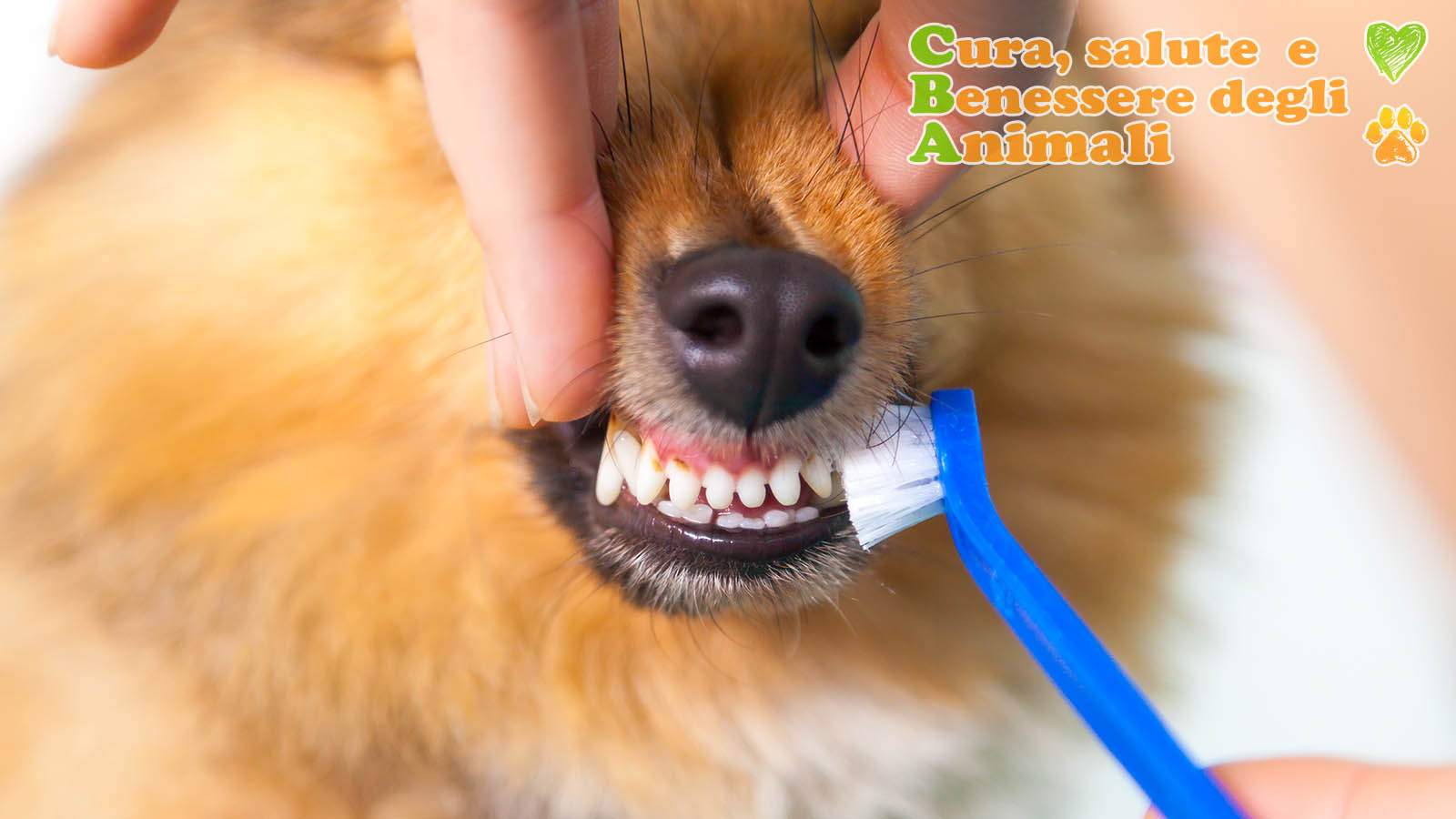 dentifricio per cani e spazzolino