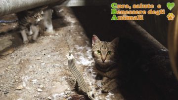 fiv gatto sintomi trasmissione trattamento cura aspettativa di vita