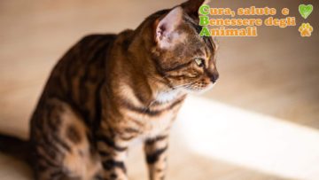fip gatto peritonite infettiva felina sintomi