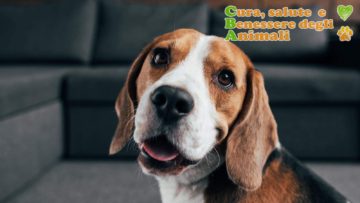 beagle aspetto colori caratteristiche
