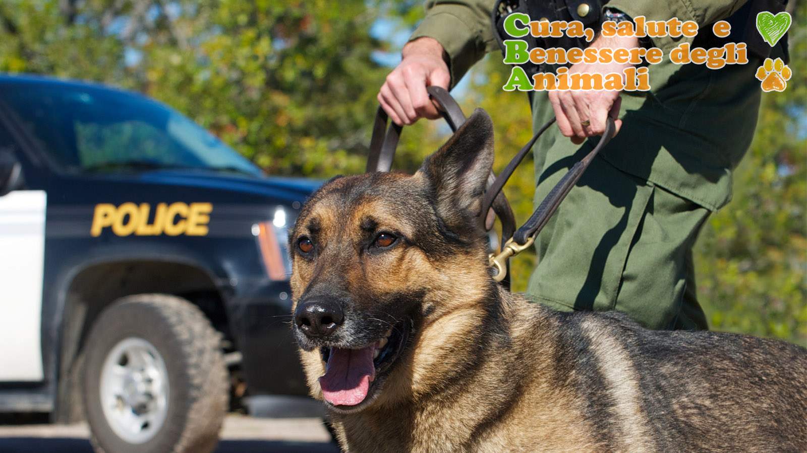 cani antiesplosivo come vengono addestrati in polizia